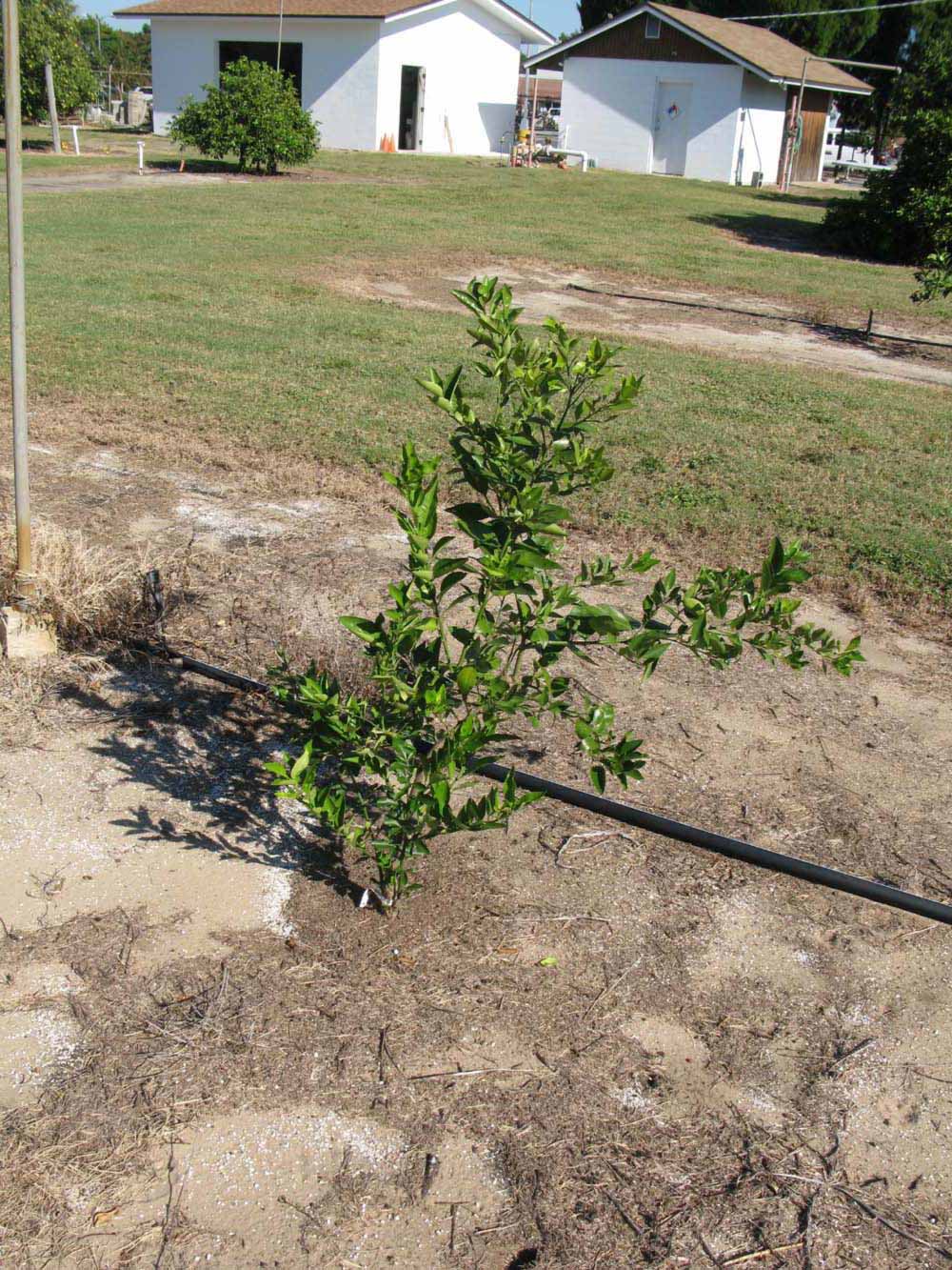            Habit (Winter Haven, FL)   